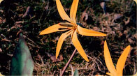Trout Lily 