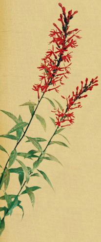 Cardinal Flower